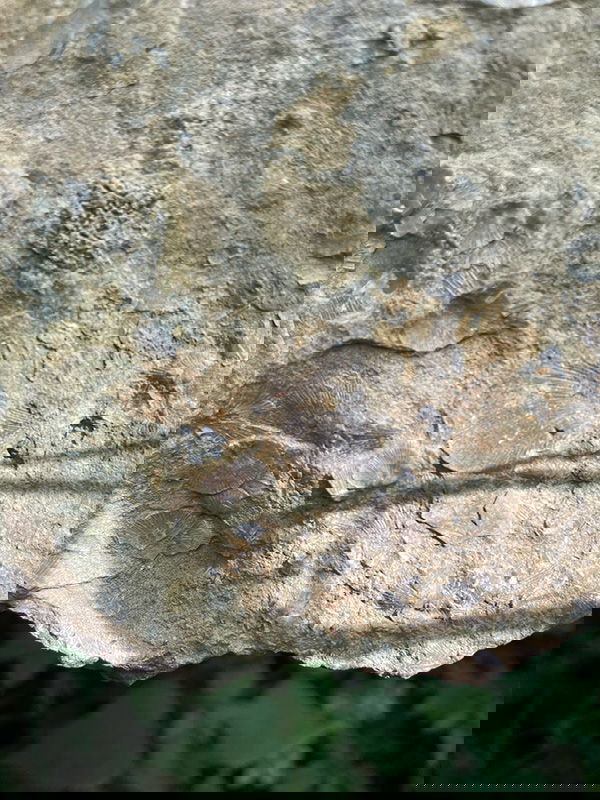 Fossil