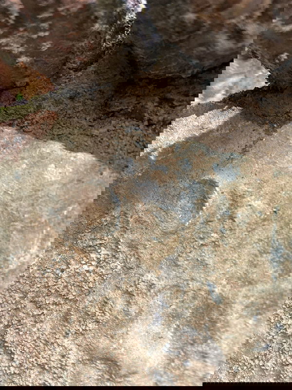 Fossil
