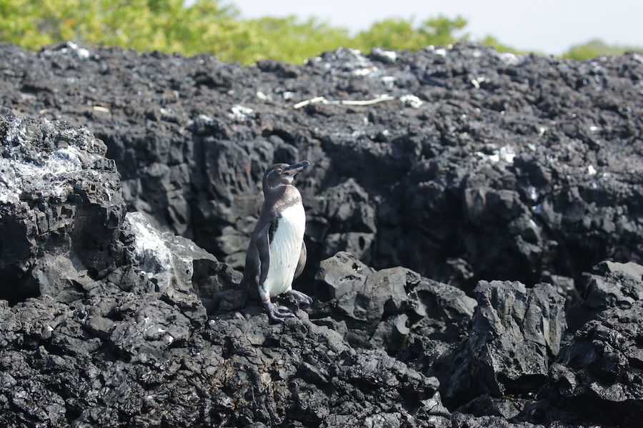 Galápagos penguins