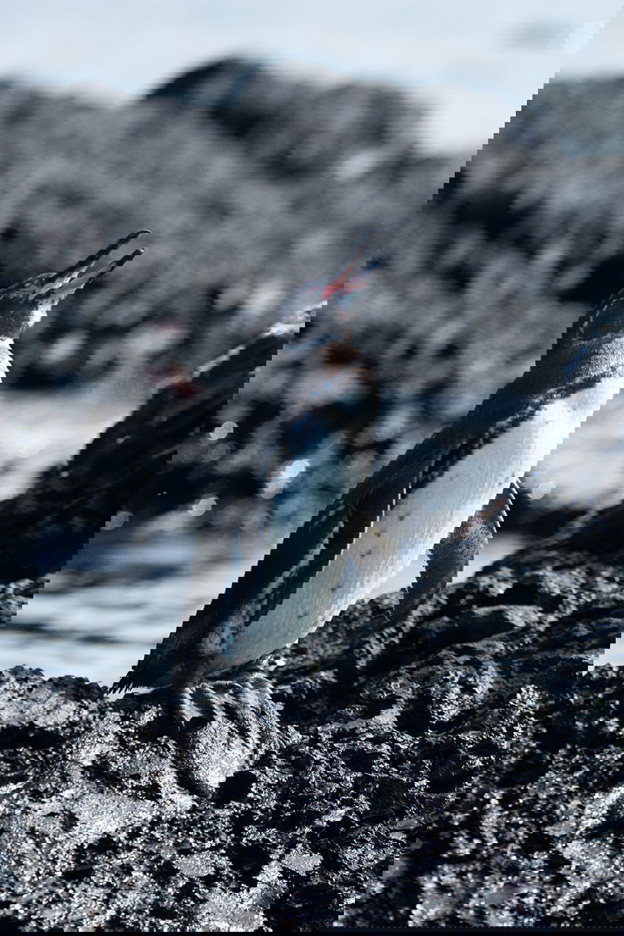 Galápagos penguins