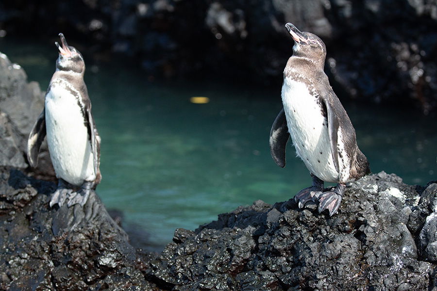 Galápagos penguins