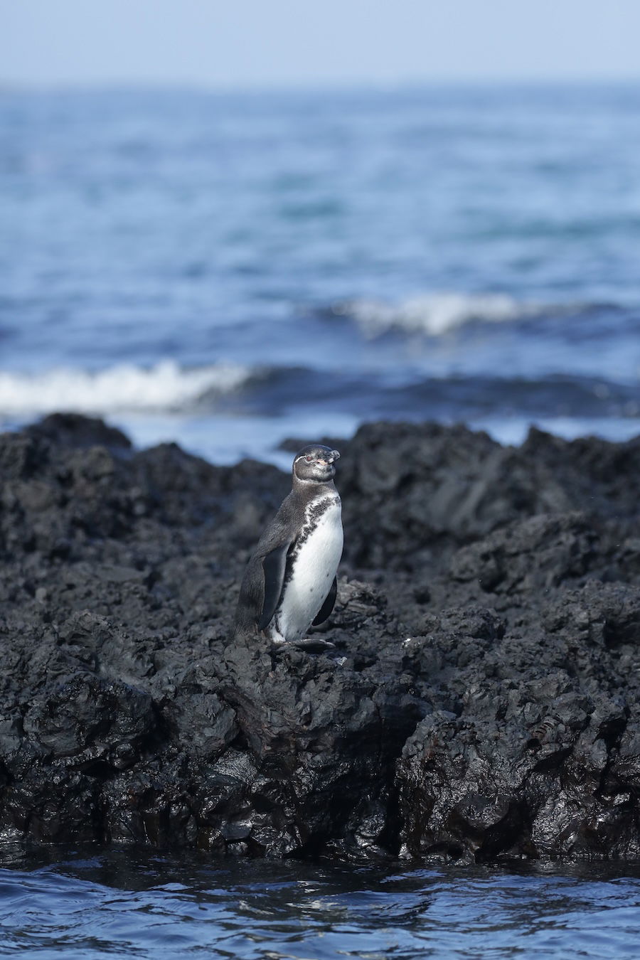 Galápagos penguins