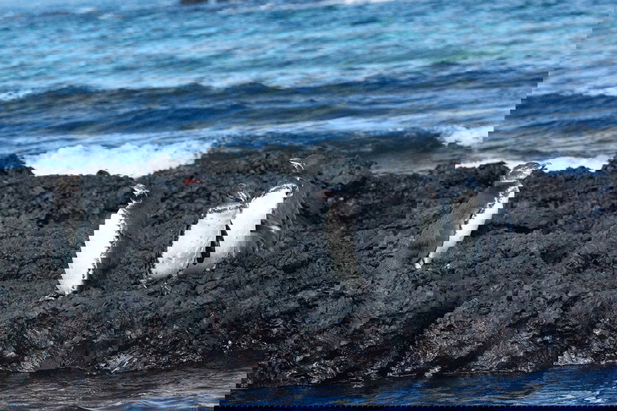 Galápagos penguins