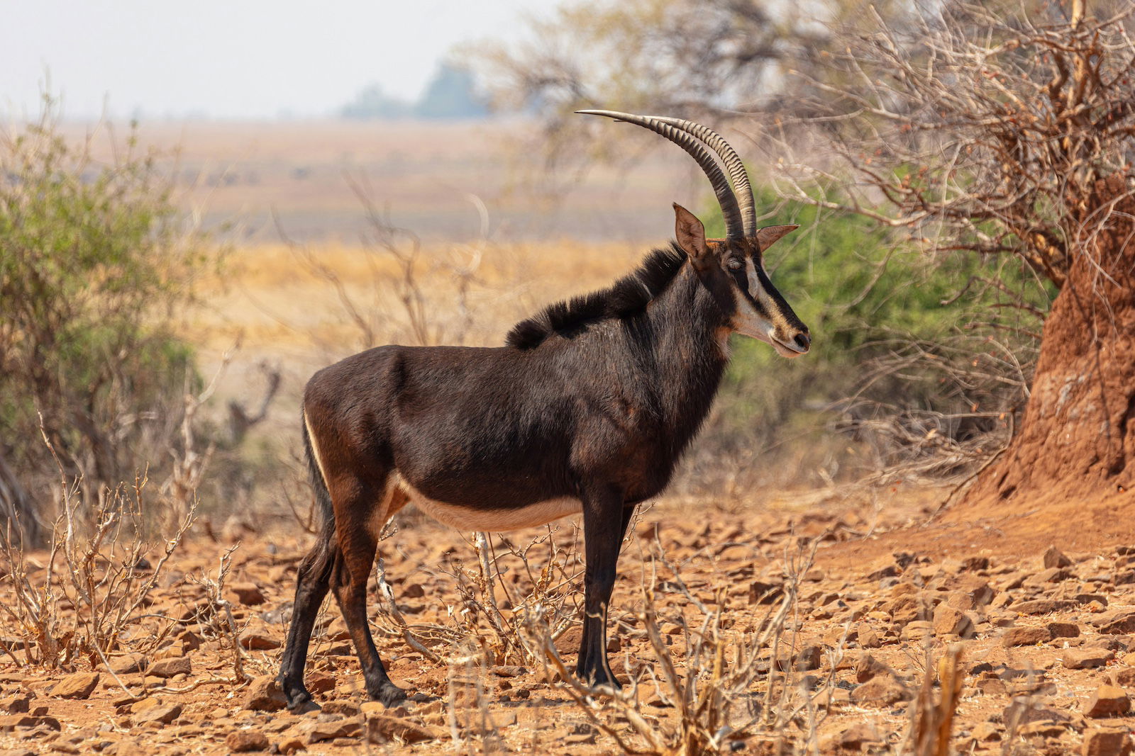Sable Antelope