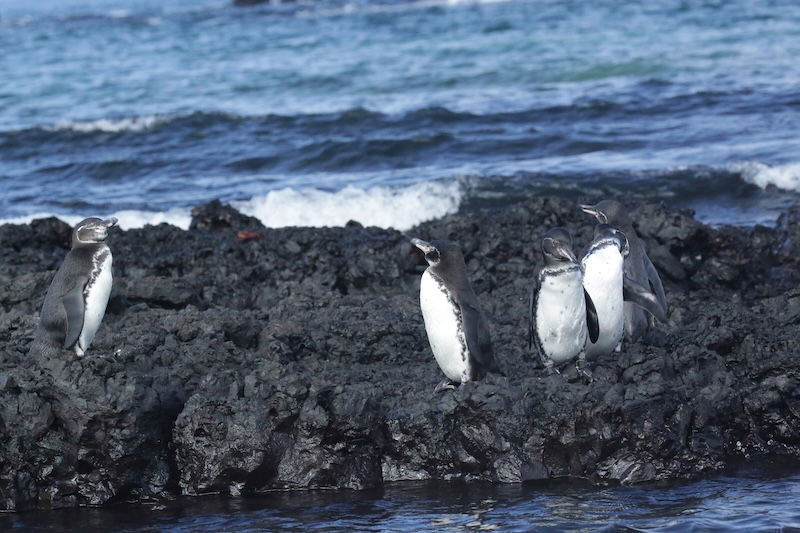 Galapagos penguins