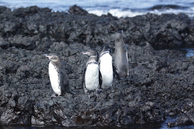 Galapagos penguins