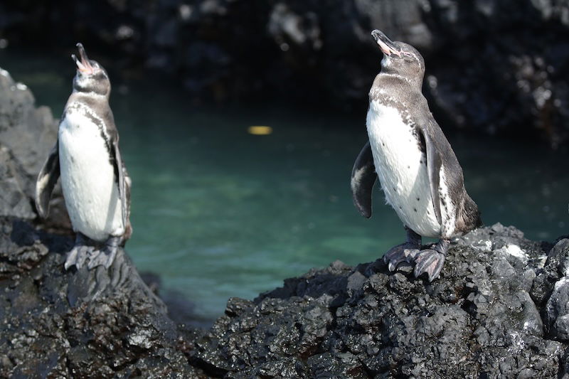 Galapagos penguins