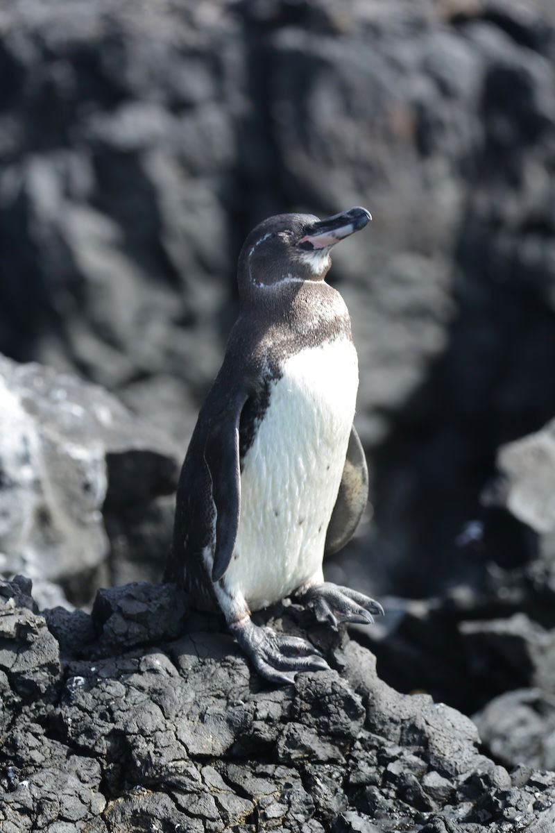 Galapagos penguins