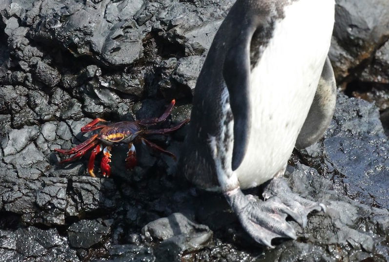 Galapagos penguins