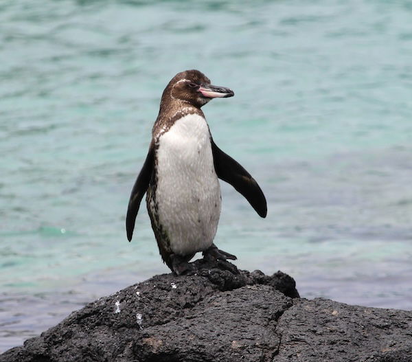 Galapagos penguins