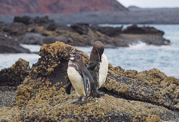 Galapagos penguins