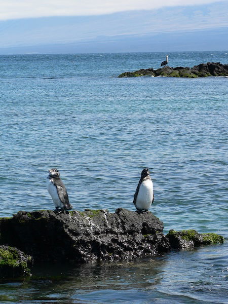 Galapagos penguins