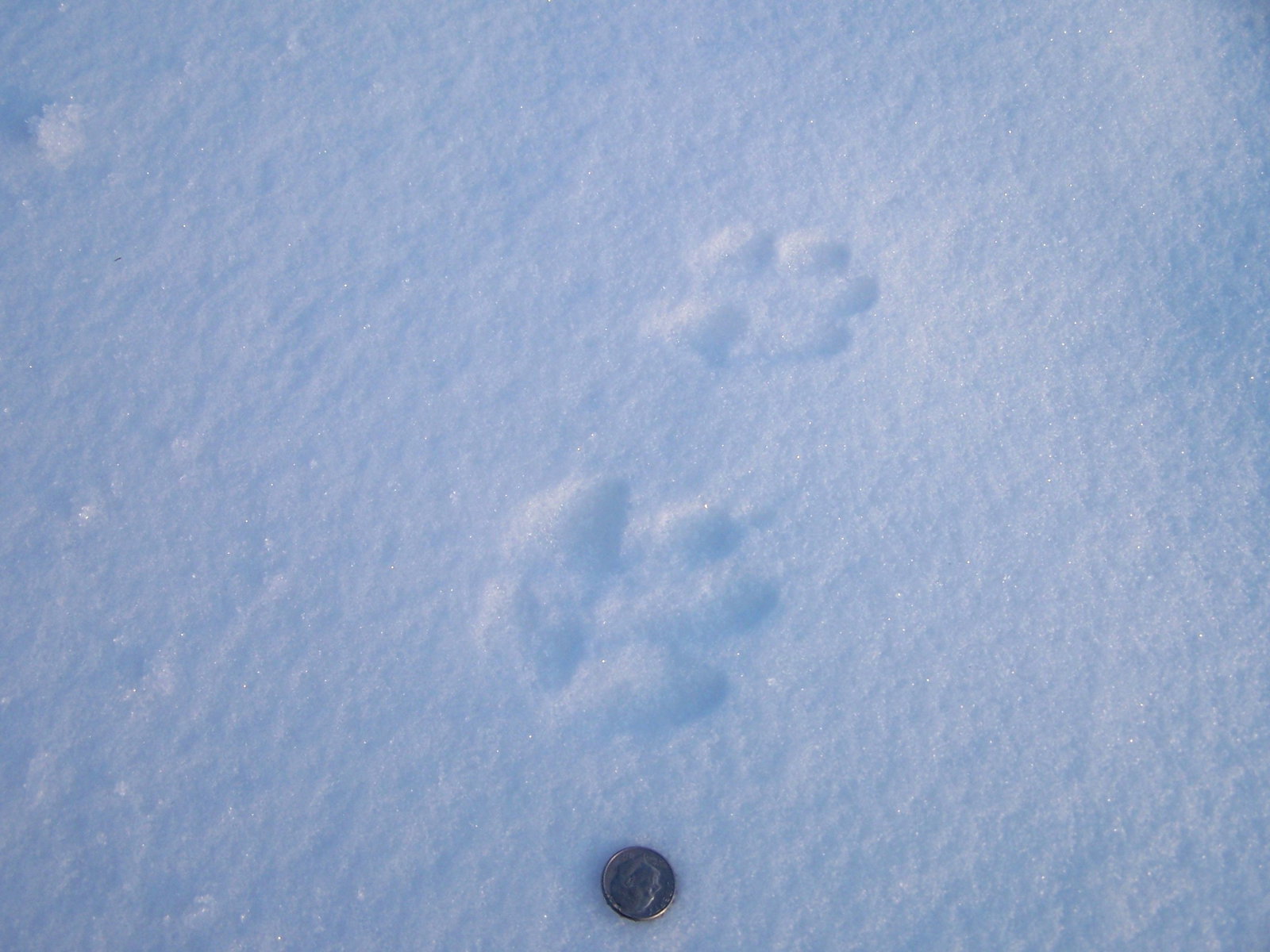 Coyote tracks