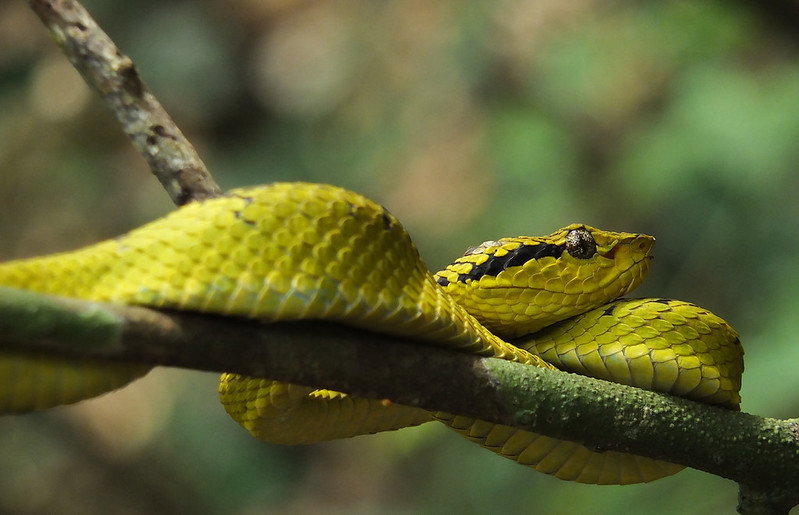 Malabar Pit Viper - Yellow morph