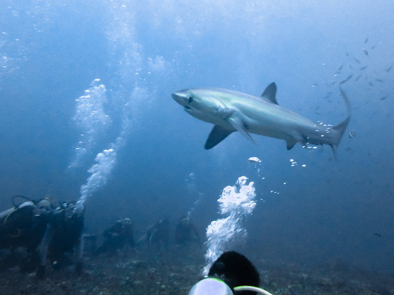Thresher shark