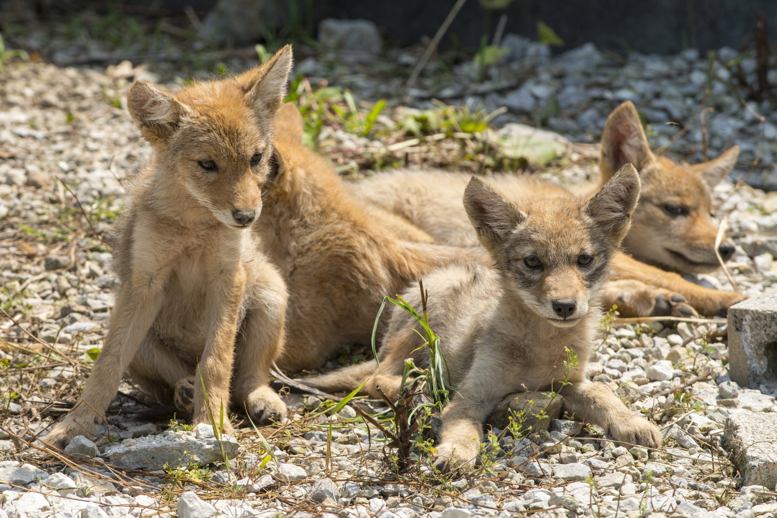 Coyote pups