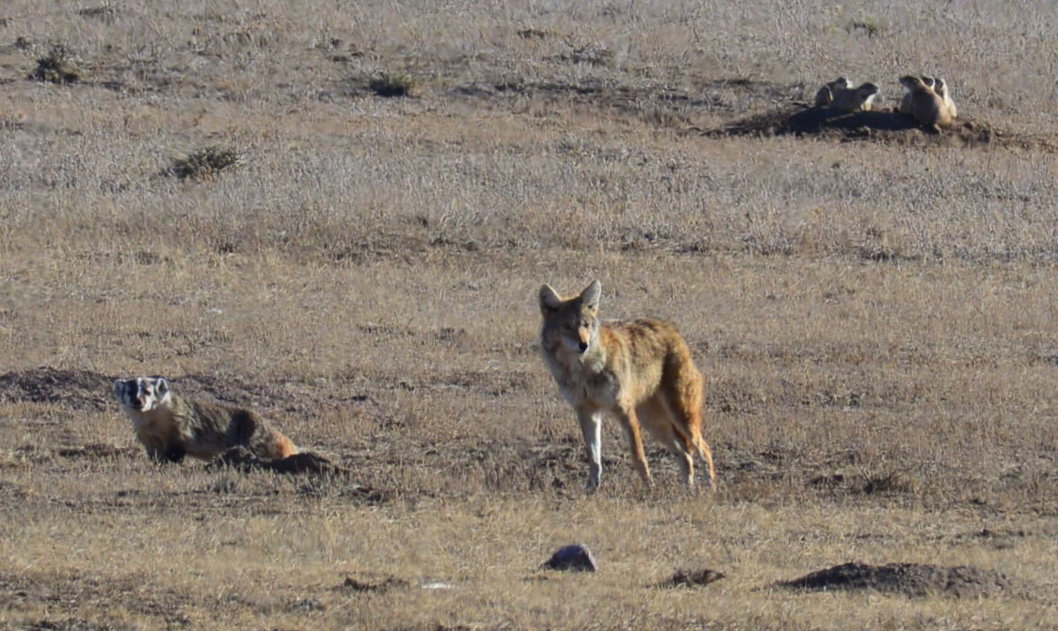 Coyote and badger hunting together