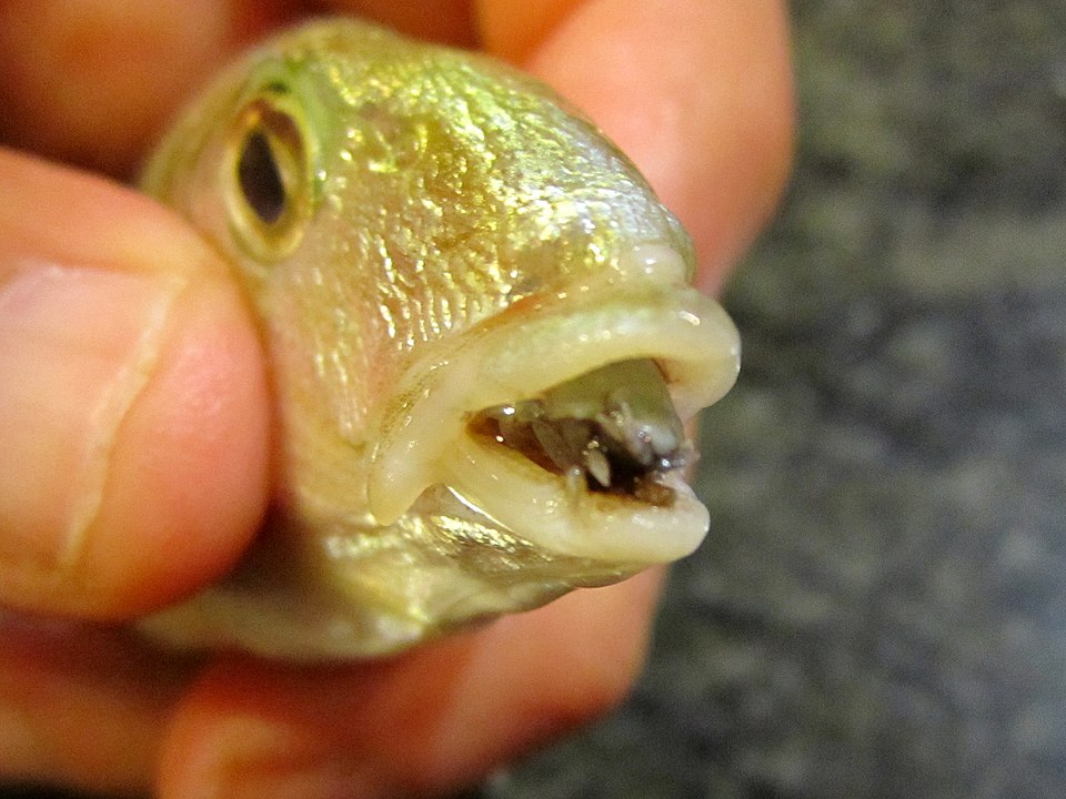 Fish with a parasitic isopod in its mouth