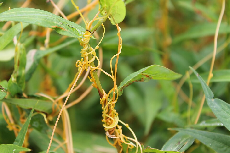 Dodder wrapped around green plant