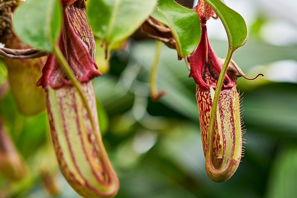 Pitcher Plant