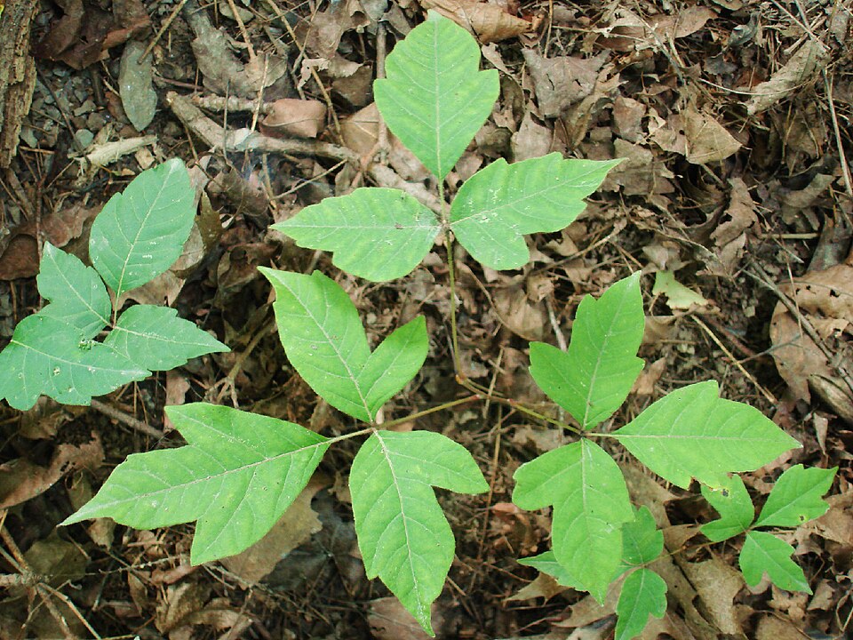 Poison Ivy Leaves