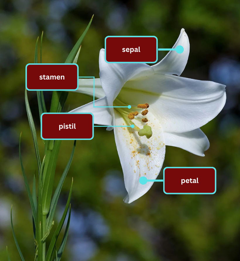 white lily flower arrangements Lilies main image 0