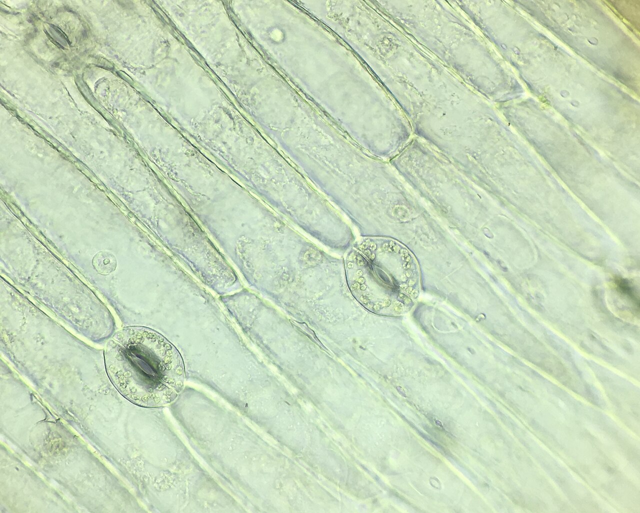Leaf stomata and guard cells