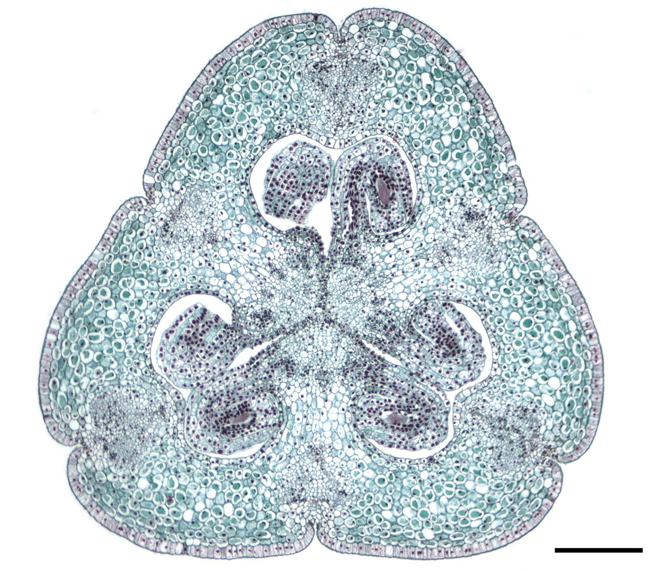 Lilium ovary