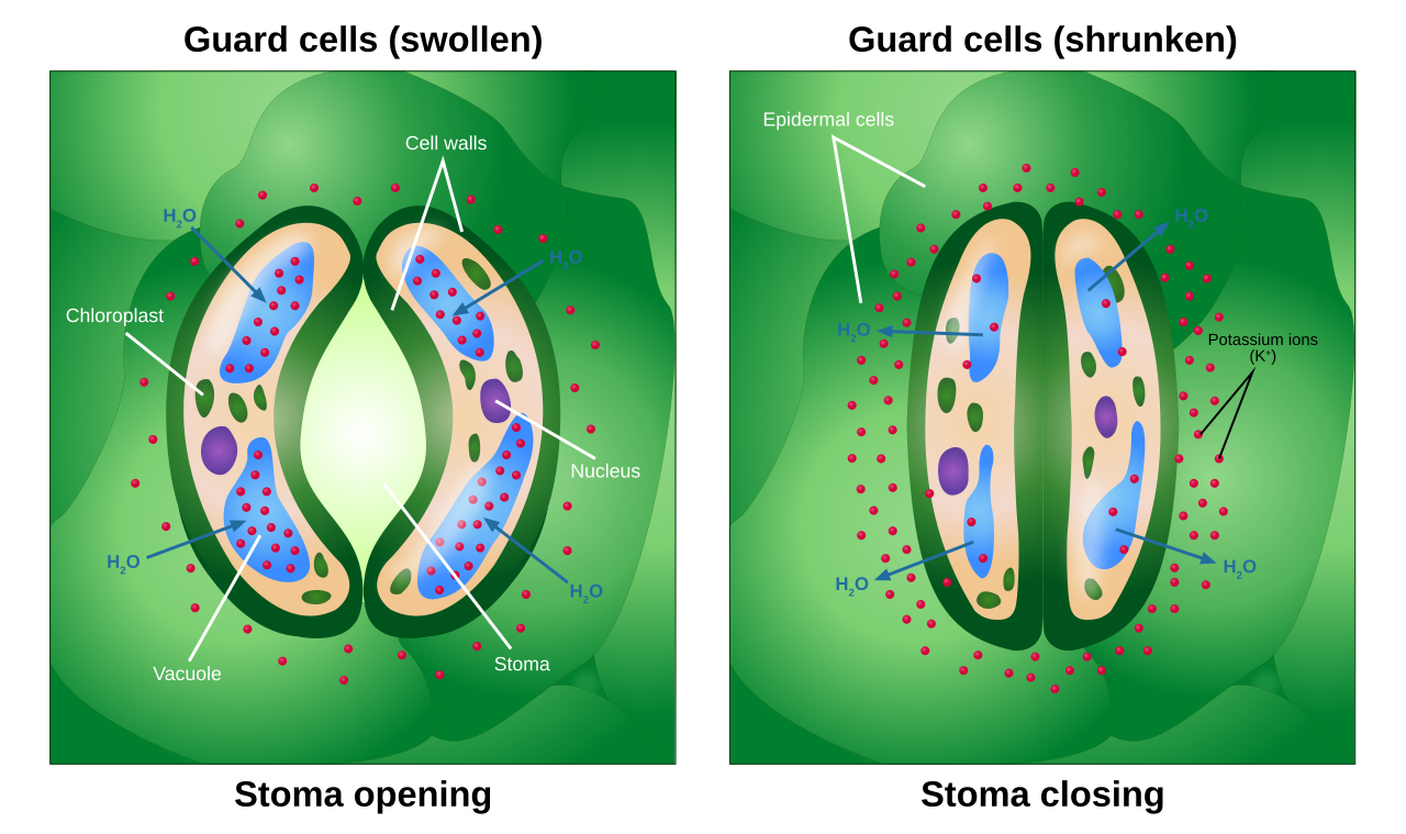 Stoma diagram