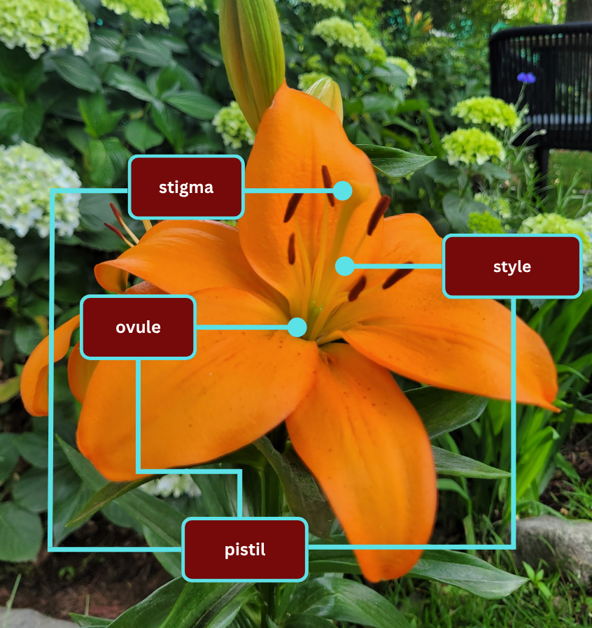 Flower Power: A Closer Look at God's Design in the Lily
