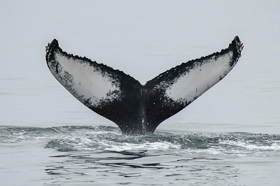 Humpback whale tail