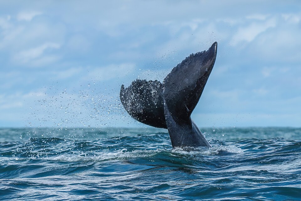 Humpback whale tail