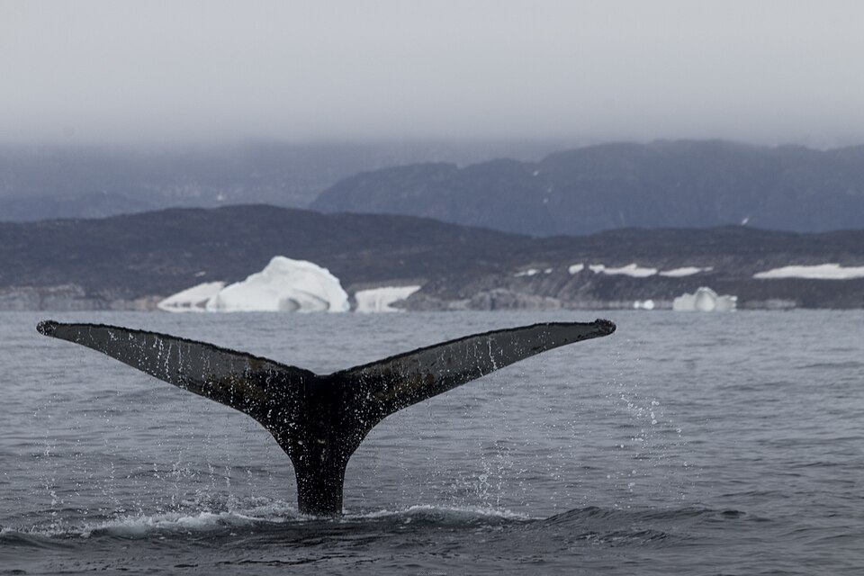 Humpback whale tail