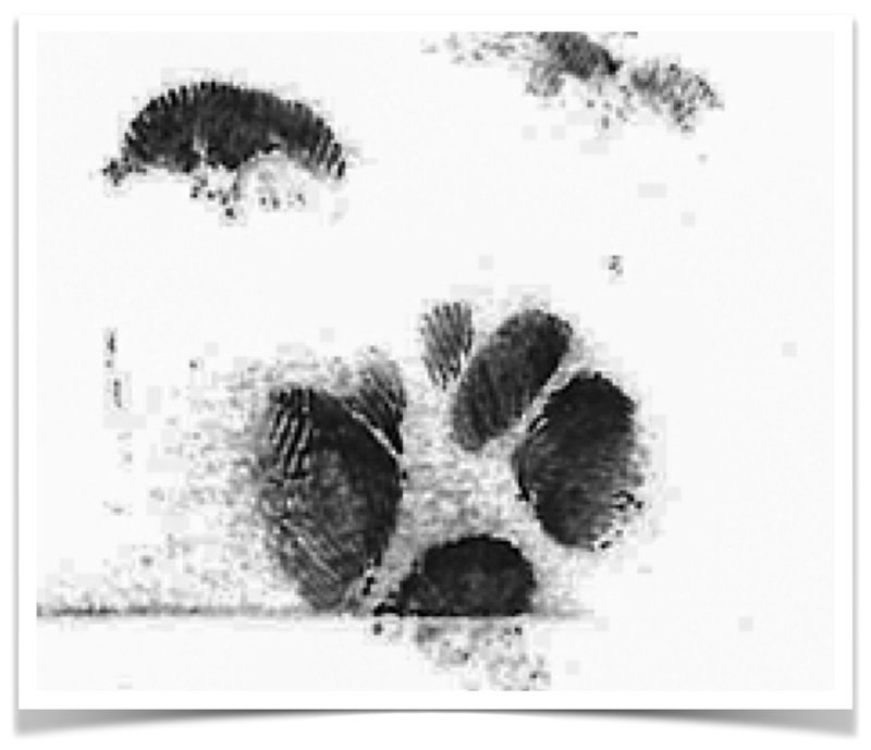 Sugar glider’s fingerprints