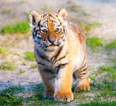 Tiger