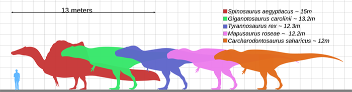 Large Theropod Lengths