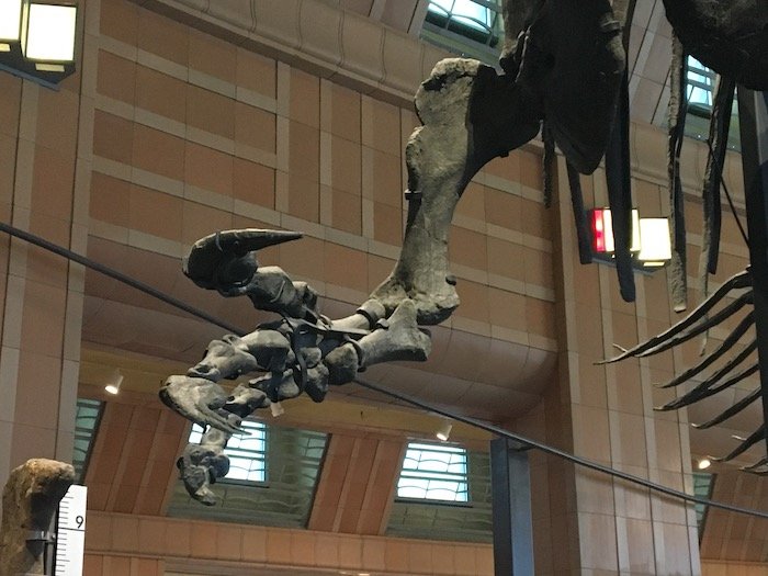 The arms of Torvosaurus with its massive claws