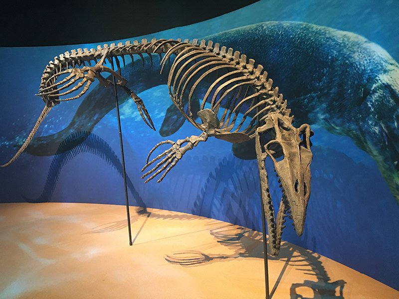 Taniwhasaurus Skeleton