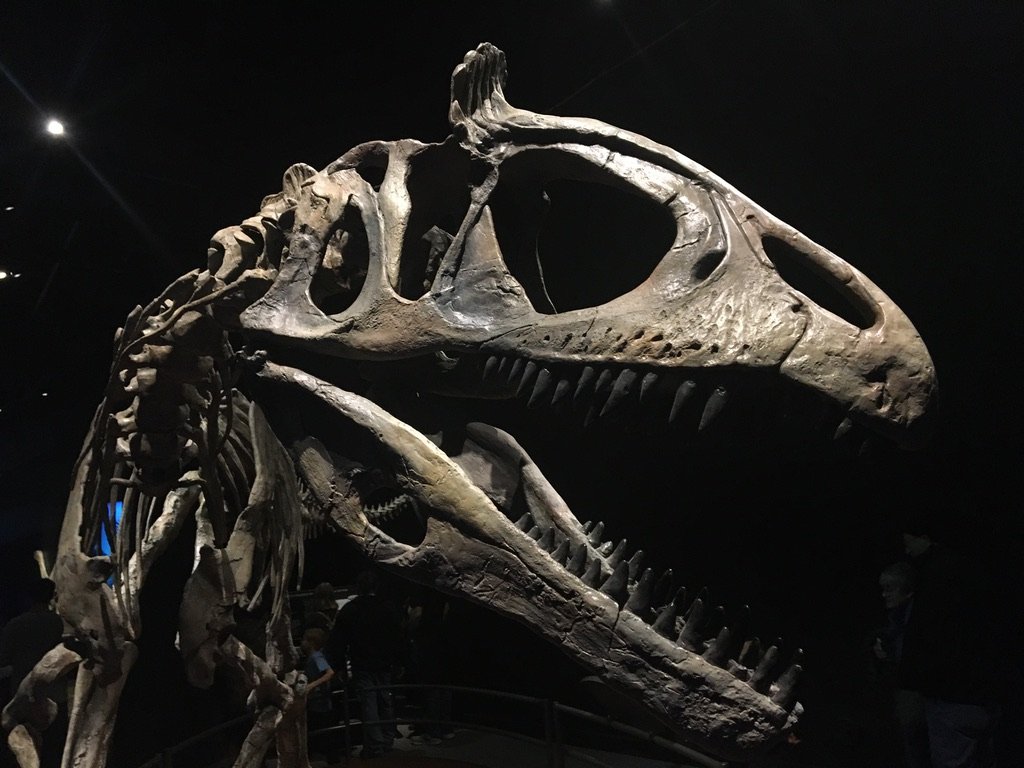 Close-up of Cryolophosaurus skull