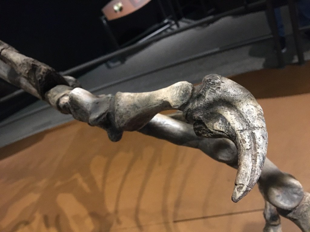 Close-up of Cryolophosaurus hand claws