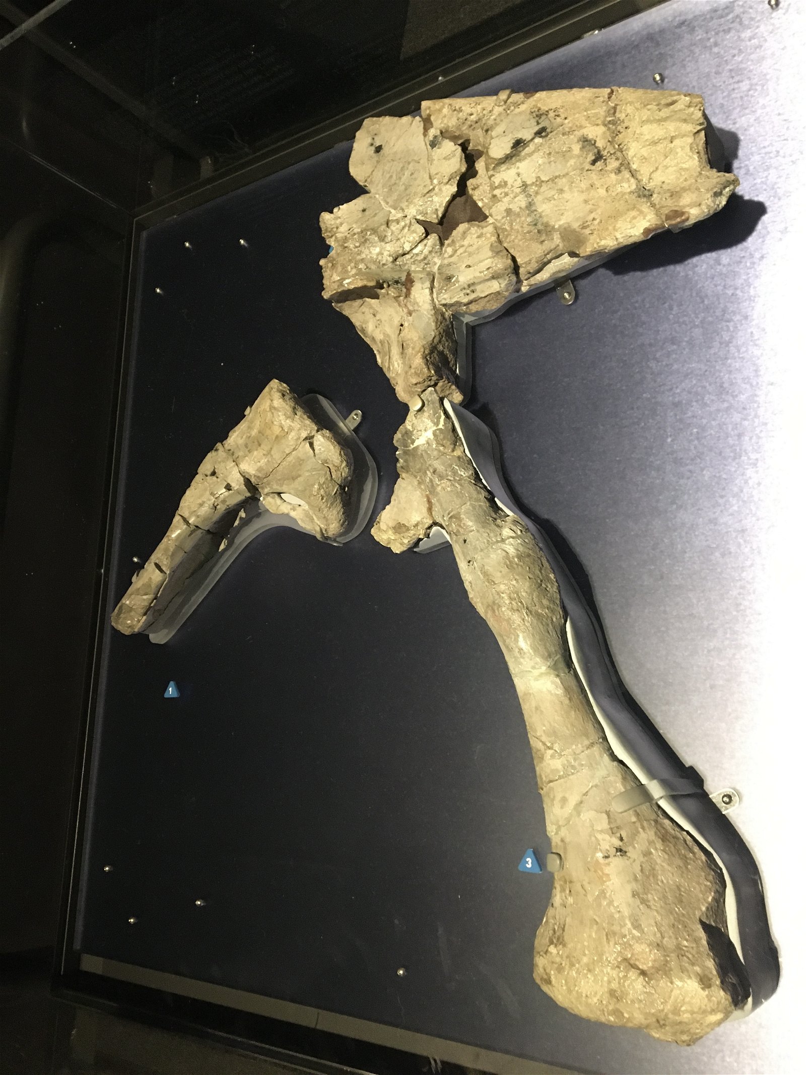 Partial pelvis of Cryolophosaurus