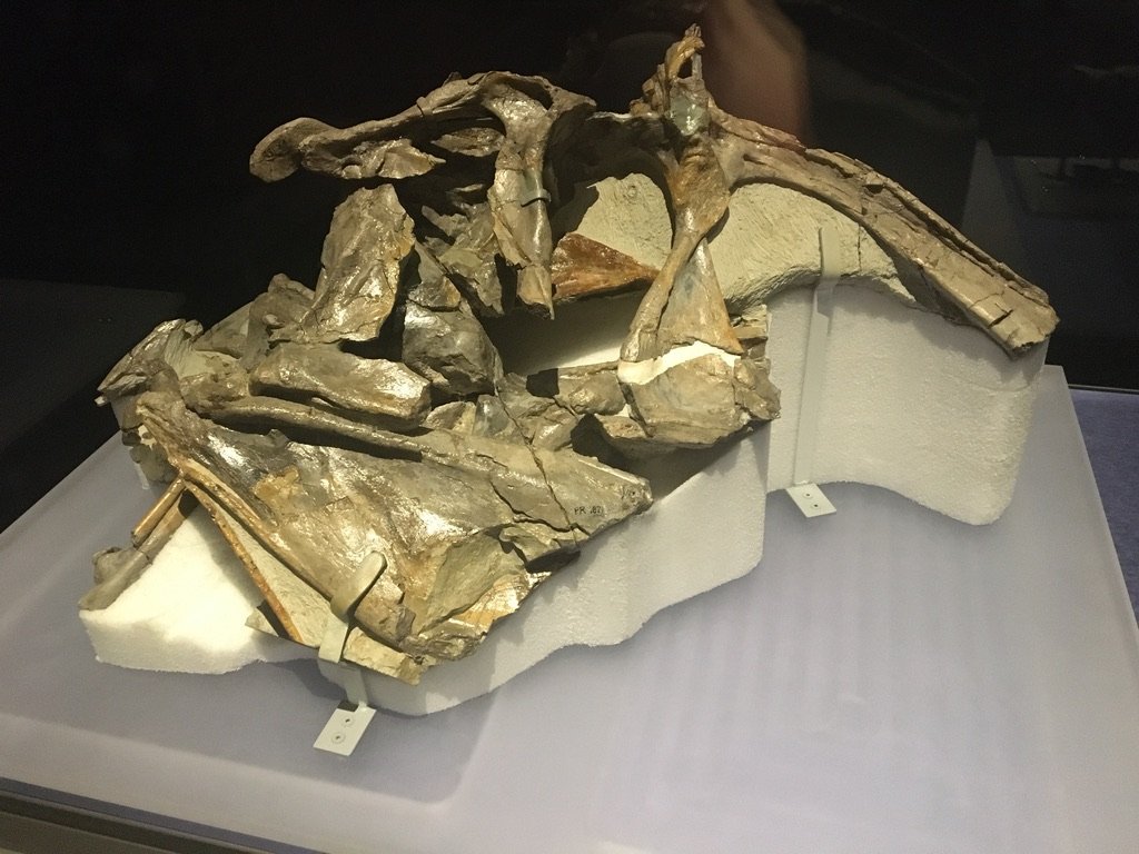 Partial skull of Cryolophosaurus
