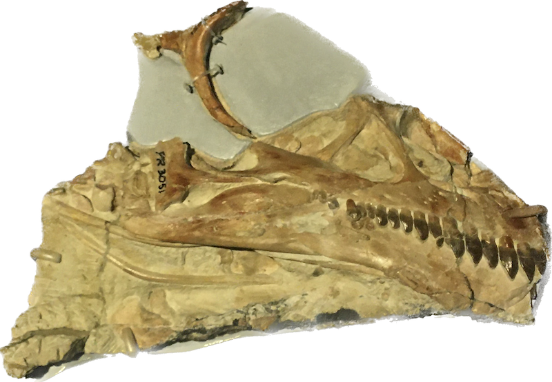 Partial skull of Sauropodomorph A