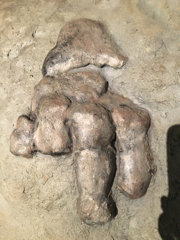 Reconstruction of partial Glacialisaurus foot