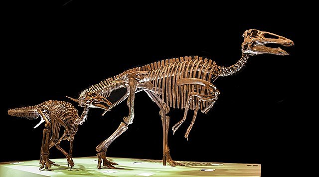Skeletons of an adult and juvenile Edmontosaurus