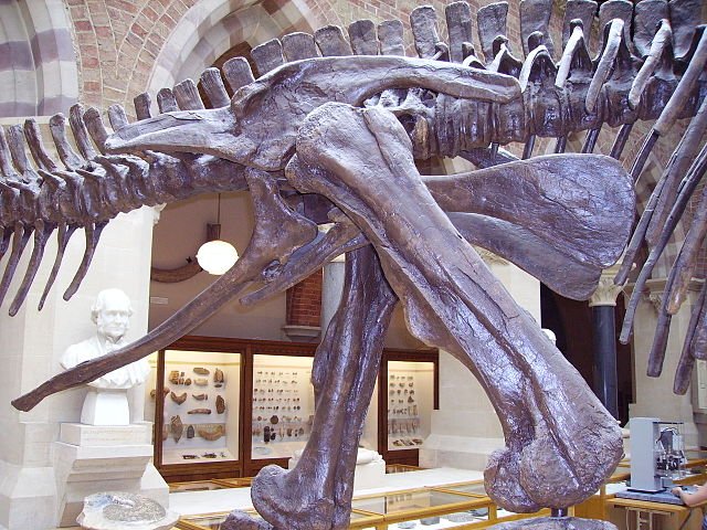 The pelvis of an Edmontosaurus