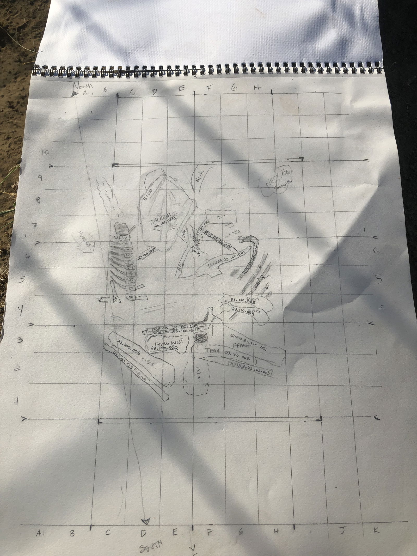 A grid map of Ruth's dig site