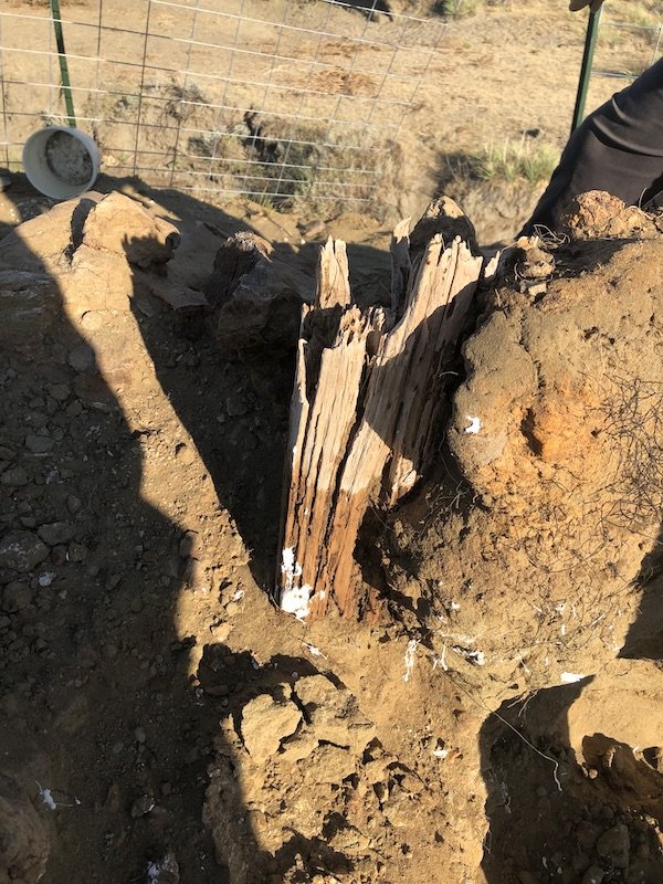 Fence post staked through Ruth’s skeleton