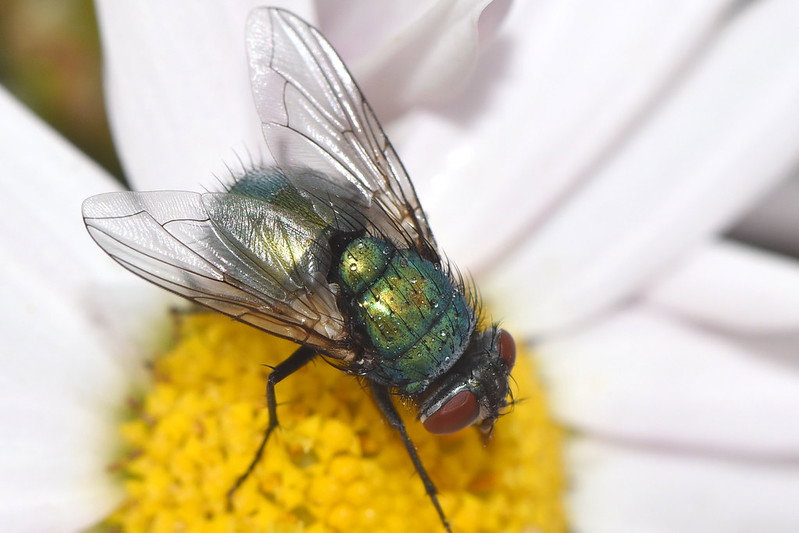 Blowfly