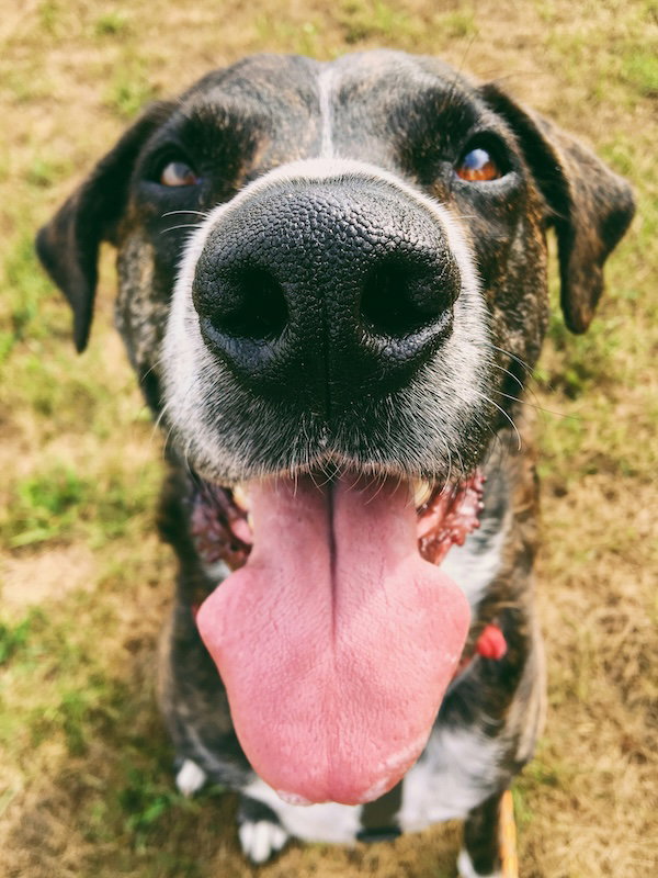 Dog with tongue out